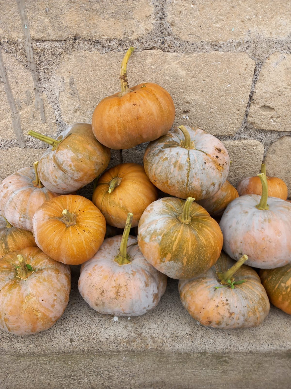 Zucche gialle - 15 kg