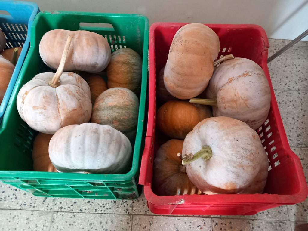 Zucche gialle - 15 kg