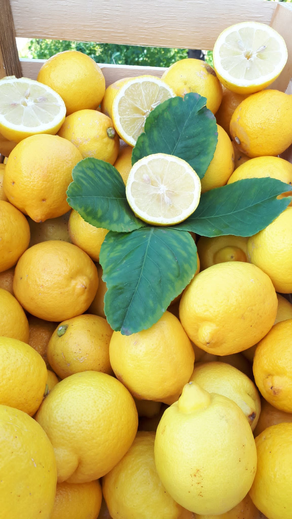 Limoni - 1 cartone 10 kg