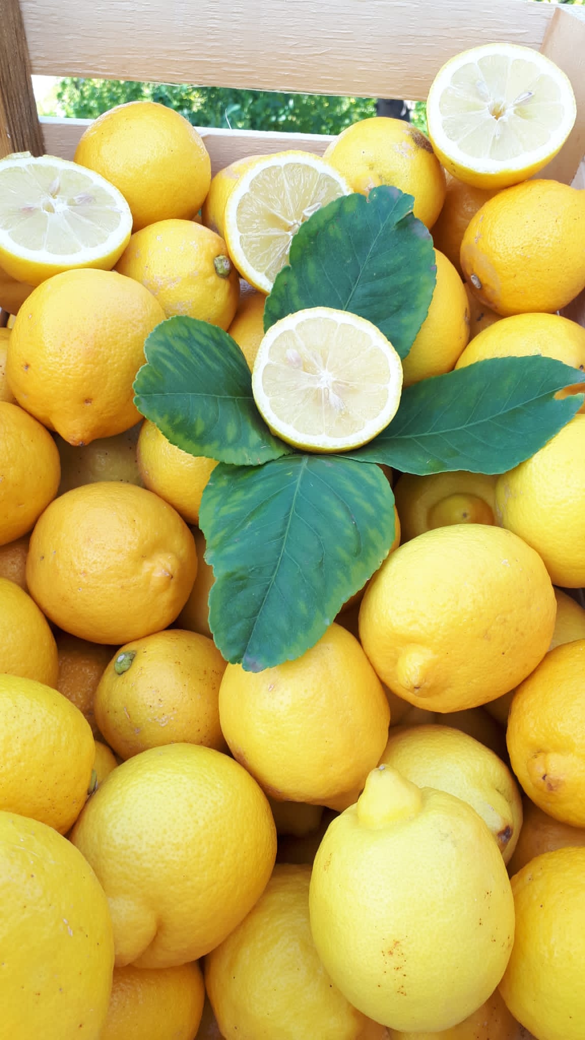 Limoni - 1 cartone 10 kg