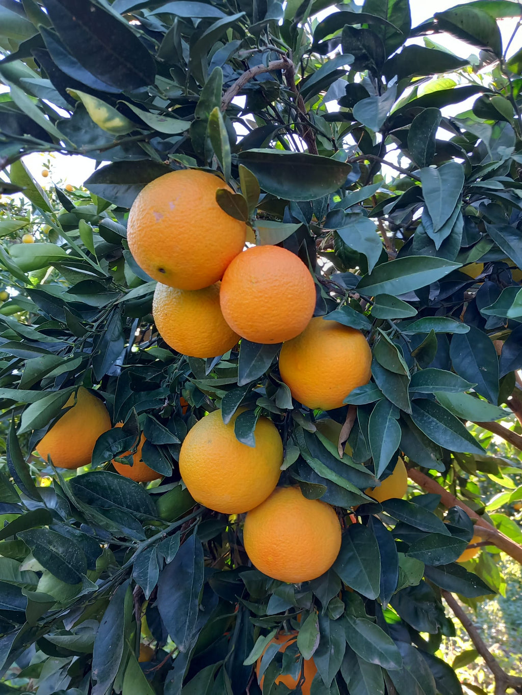 Arance - 1 cartone 14/16 kg